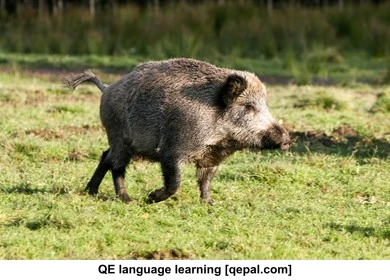 تصویر فلش کارت hog