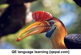 تصویر فلش کارت hornbill