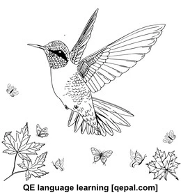 تصویر فلش کارت hummingbird