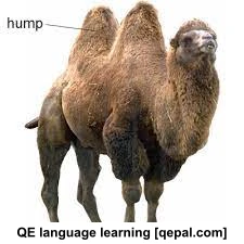 تصویر فلش کارت hump
