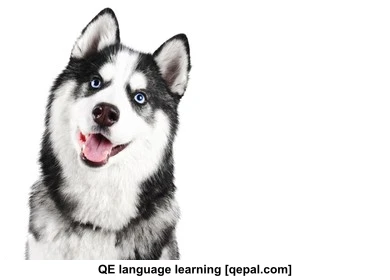 تصویر فلش کارت husky