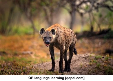 تصویر فلش کارت hyena