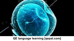 تصویر فلش کارت in vitro