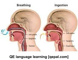 تصویر فلش کارت ingestion