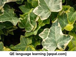 تصویر فلش کارت ivy