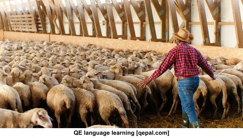 تصویر فلش کارت livestock