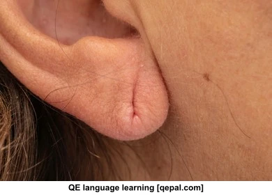 تصویر فلش کارت lobe