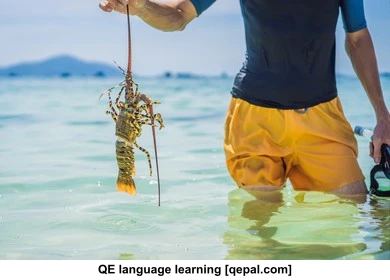 تصویر فلش کارت lobster