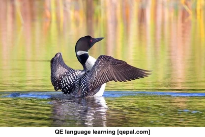 تصویر فلش کارت loon