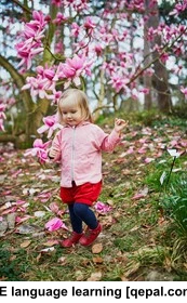 تصویر فلش کارت magnolia