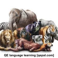 تصویر فلش کارت mammal
