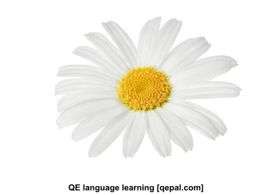 تصویر فلش کارت marguerite