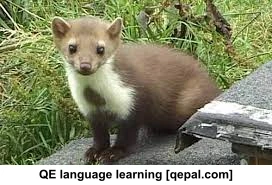 تصویر فلش کارت marten