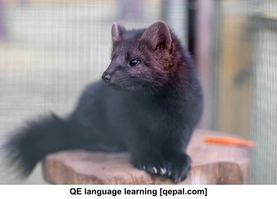 تصویر فلش کارت mink