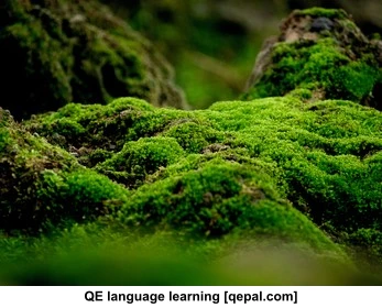 تصویر فلش کارت moss
