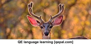 تصویر فلش کارت mule deer