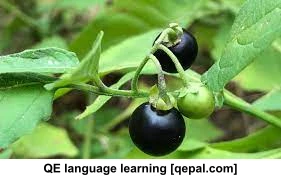 تصویر فلش کارت nightshade