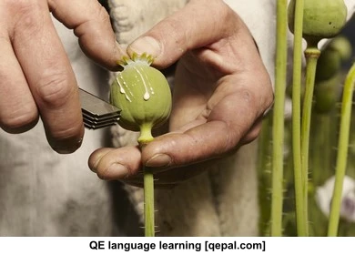 تصویر فلش کارت opium