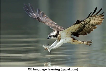 تصویر فلش کارت osprey