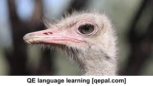 تصویر فلش کارت ostrich