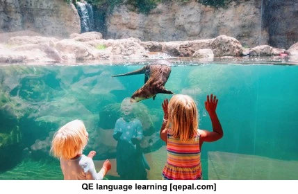تصویر فلش کارت otter