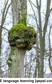 تصویر فلش کارت outgrowth