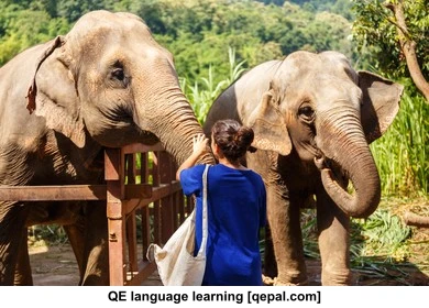 تصویر فلش کارت pachyderm