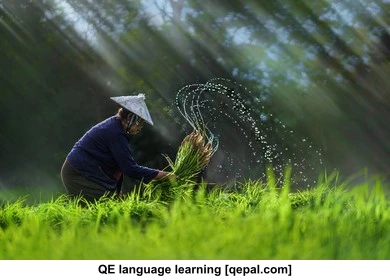 تصویر فلش کارت paddy