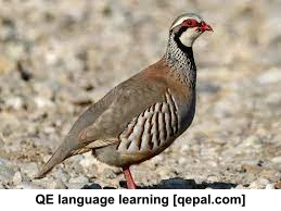 تصویر فلش کارت partridge