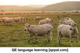 تصویر فلش کارت pasture