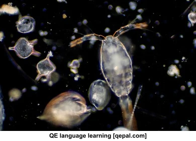 تصویر فلش کارت plankton