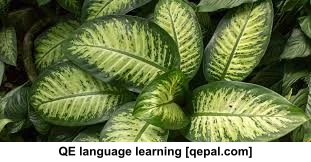 تصویر فلش کارت plant
