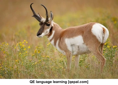 تصویر فلش کارت pronghorn