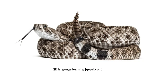 تصویر فلش کارت rattlesnake