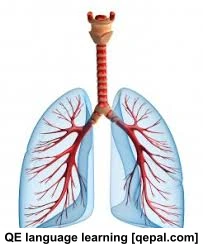 تصویر فلش کارت respiratory