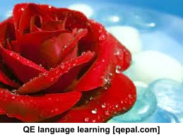 تصویر فلش کارت rosy