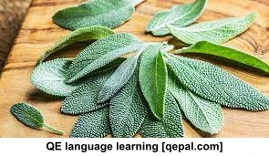 تصویر فلش کارت sage