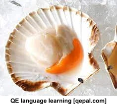 تصویر فلش کارت scallop