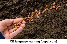 تصویر فلش کارت seed