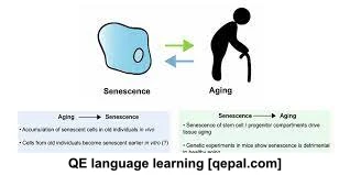 تصویر فلش کارت senescence