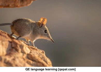 تصویر فلش کارت shrew