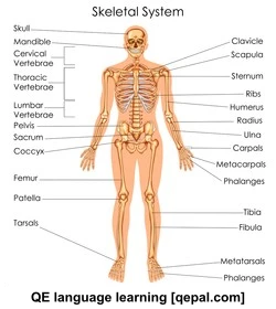 تصویر فلش کارت skeletal
