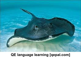 تصویر فلش کارت stingray