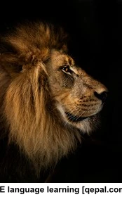 تصویر فلش کارت stoical