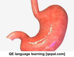 تصویر فلش کارت stomach