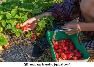 تصویر فلش کارت strawberry