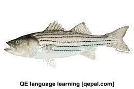 تصویر فلش کارت striped bass