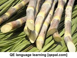 تصویر فلش کارت sugar cane