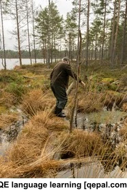 تصویر فلش کارت swampy