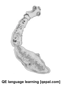 تصویر فلش کارت tapeworm